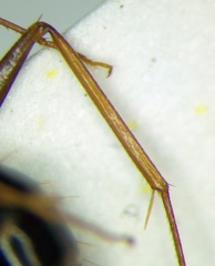 Camponotus baldaccii