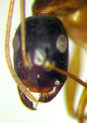 Camponotus baldaccii