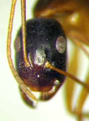 Camponotus baldaccii