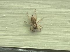 Menemerus bivittatus