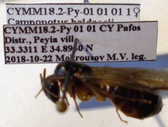 Camponotus baldaccii