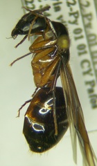 Camponotus baldaccii