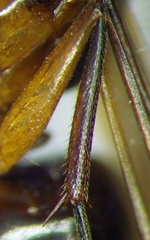 Camponotus baldaccii