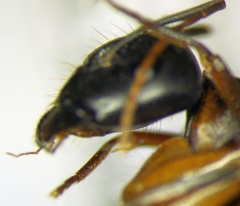 Camponotus baldaccii