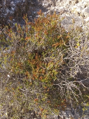 Erica manipuliflora