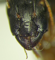 Camponotus baldaccii