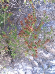 Erica manipuliflora