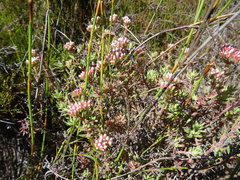 Crassula pruinosa
