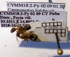 Camponotus baldaccii