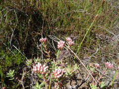 Crassula pruinosa