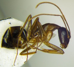 Camponotus baldaccii