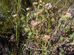 Crassula pruinosa