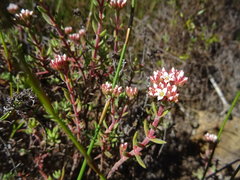 Crassula pruinosa