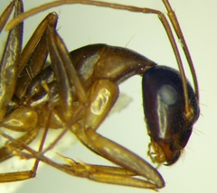 Camponotus baldaccii