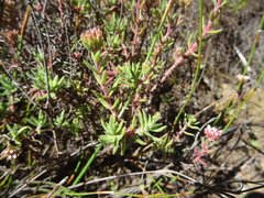 Crassula pruinosa