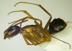 Camponotus baldaccii