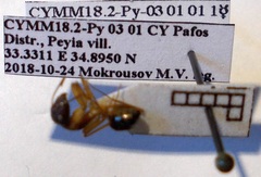 Camponotus baldaccii