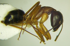 Camponotus baldaccii