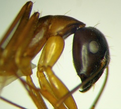 Camponotus baldaccii