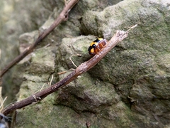 Cryptocephalus formosanus