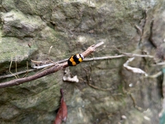 Cryptocephalus formosanus