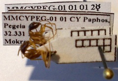 Camponotus baldaccii