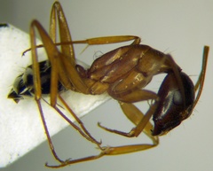 Camponotus baldaccii