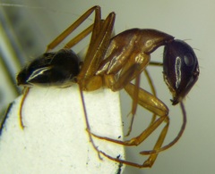 Camponotus baldaccii