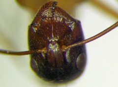 Camponotus baldaccii