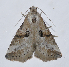 Zebeeba falsalis