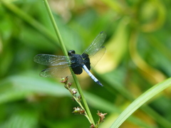 Erythrodiplax unimaculata