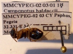 Camponotus baldaccii