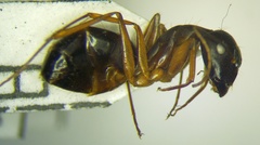 Camponotus baldaccii