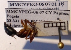 Camponotus baldaccii