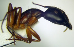 Camponotus baldaccii
