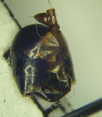 Camponotus baldaccii
