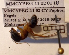 Camponotus baldaccii