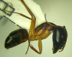Camponotus baldaccii