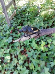 Calocomus desmarestii