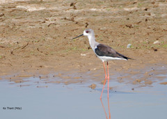 Himantopus himantopus