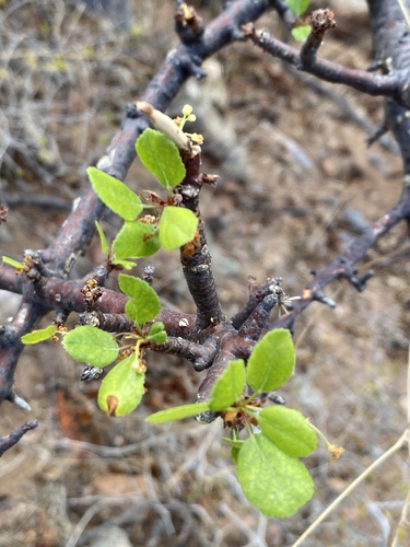 Bursera epinnata (Bursera epinnata)