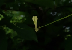 Ceropegia evansii