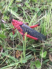 Phymateus morbillosus morbillosus