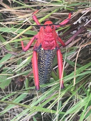 Phymateus morbillosus morbillosus