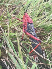 Phymateus morbillosus morbillosus