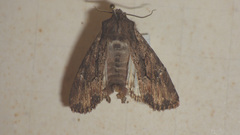 Mniotype adusta