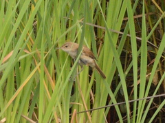 Acrocephalus scirpaceus baeticatus