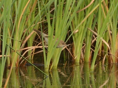 Acrocephalus scirpaceus baeticatus