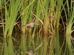 Acrocephalus scirpaceus baeticatus