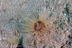 Ceriantheopsis